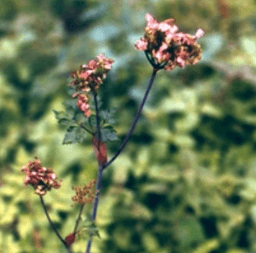 Angelica sinensis (Dang Gui)